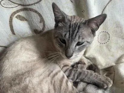 Gato raça SRD-ViraLata idade 1 ano nome PINK