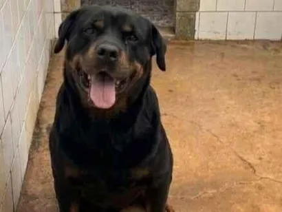Cachorro raça Rottweiler idade 6 ou mais anos nome Rex e Greta