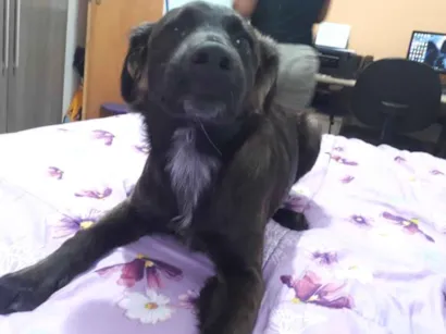 Cachorro raça SRD-ViraLata idade 5 anos nome Amora