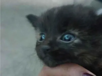 Gato raça SRD-ViraLata idade 2 a 6 meses nome luk
