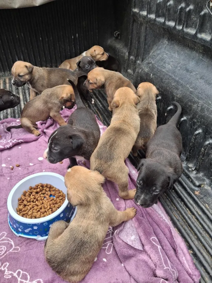 Cachorro raça SRD-ViraLata idade Abaixo de 2 meses nome Filhotes