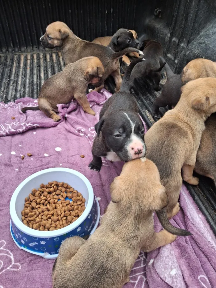 Cachorro raça SRD-ViraLata idade Abaixo de 2 meses nome Filhotes
