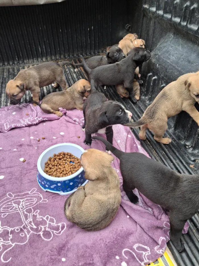 Cachorro raça SRD-ViraLata idade Abaixo de 2 meses nome Filhotes