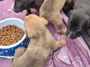 Cachorro raça SRD-ViraLata idade Abaixo de 2 meses nome Filhotes