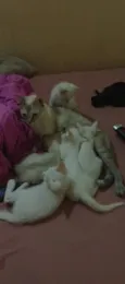 Gojo, Léo, Akira, Bruci, Apolo