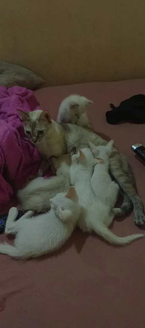 Gato raça SRD-ViraLata idade 2 a 6 meses nome Gojo, Léo, Akira, Bruci, Apolo