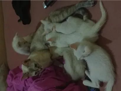 Gato raça SRD-ViraLata idade 2 a 6 meses nome Gojo, Léo, Akira, Bruci, Apolo