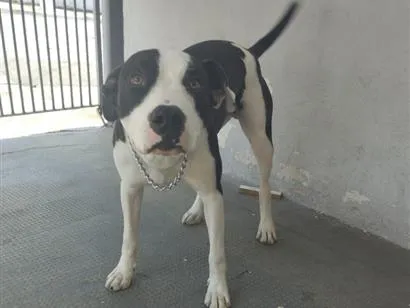 Cachorro raça Pit-Bull idade 3 anos nome Bior