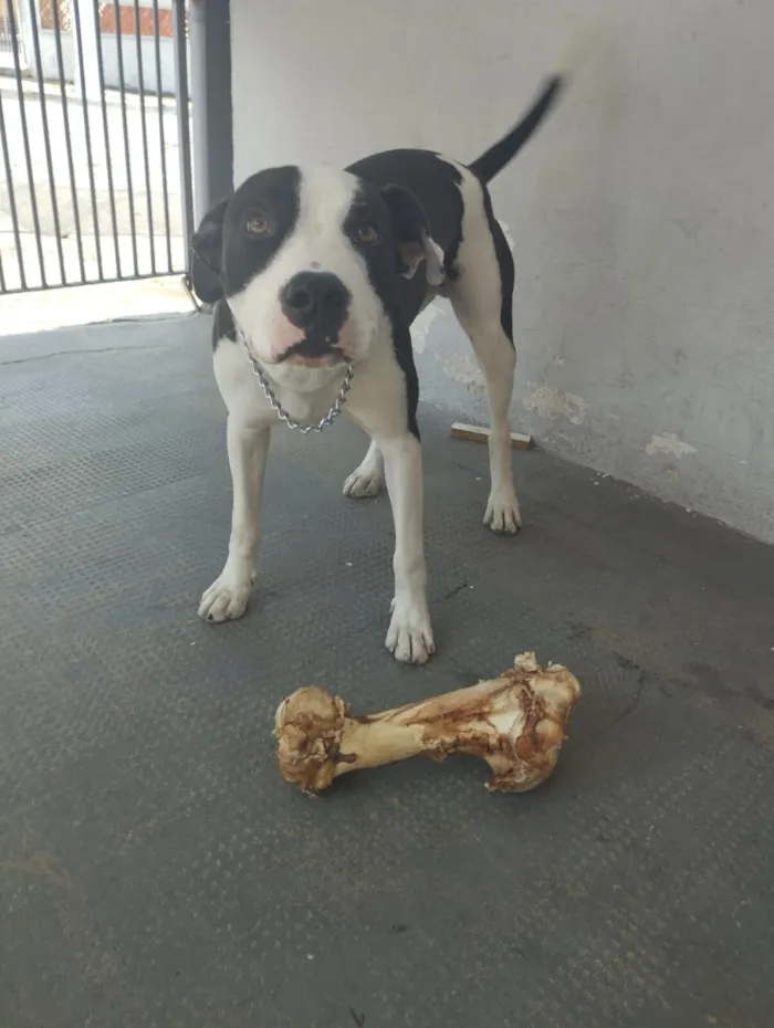 Cachorro raça Pit-Bull idade 3 anos nome Bior