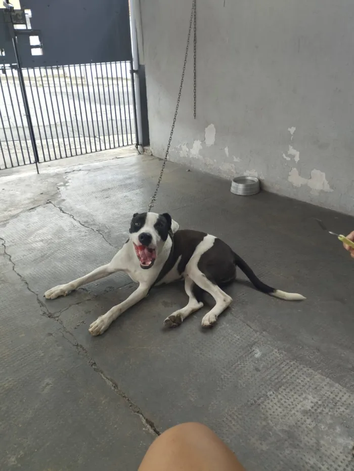 Cachorro raça Pit-Bull idade 3 anos nome Bior