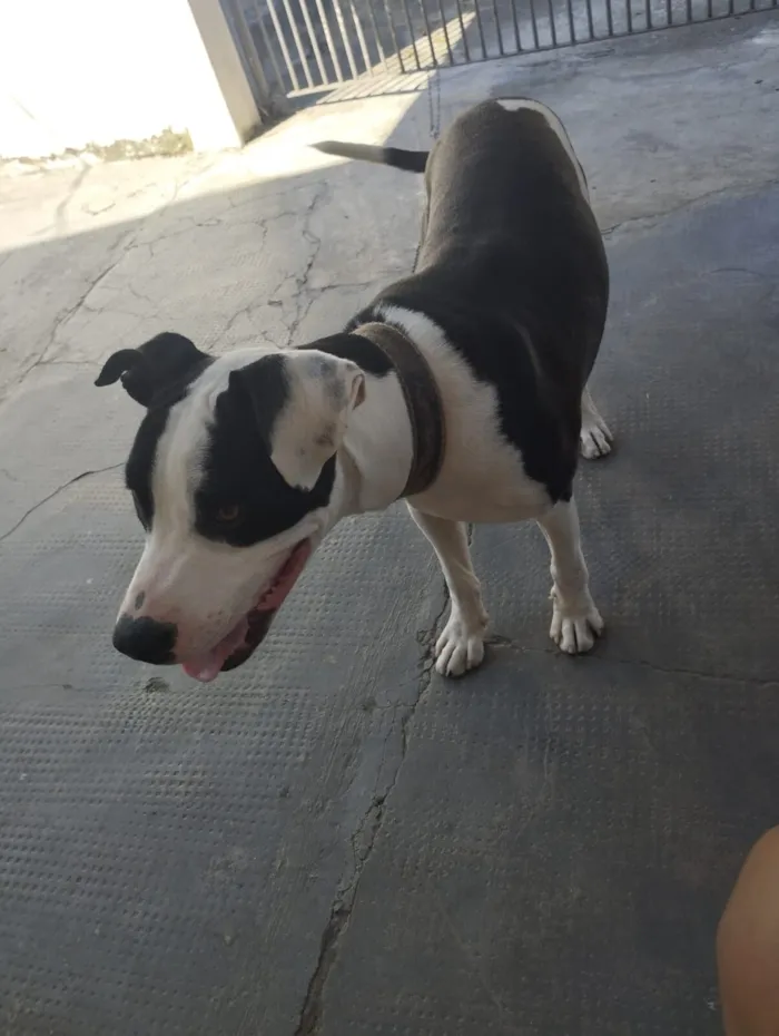 Cachorro raça Pit-Bull idade 3 anos nome Bior