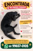 Amora 