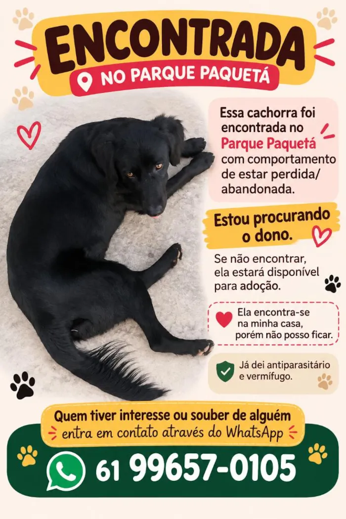 Cachorro raça SRD-ViraLata idade 1 ano nome Amora 