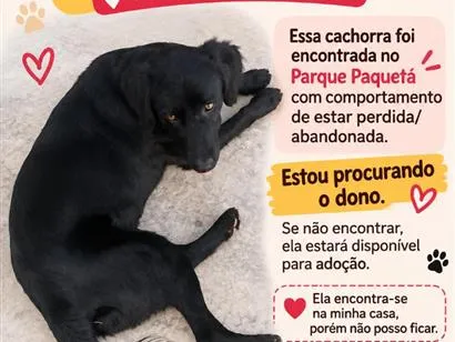 Cachorro raça SRD-ViraLata idade 1 ano nome Amora 