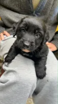 bebe