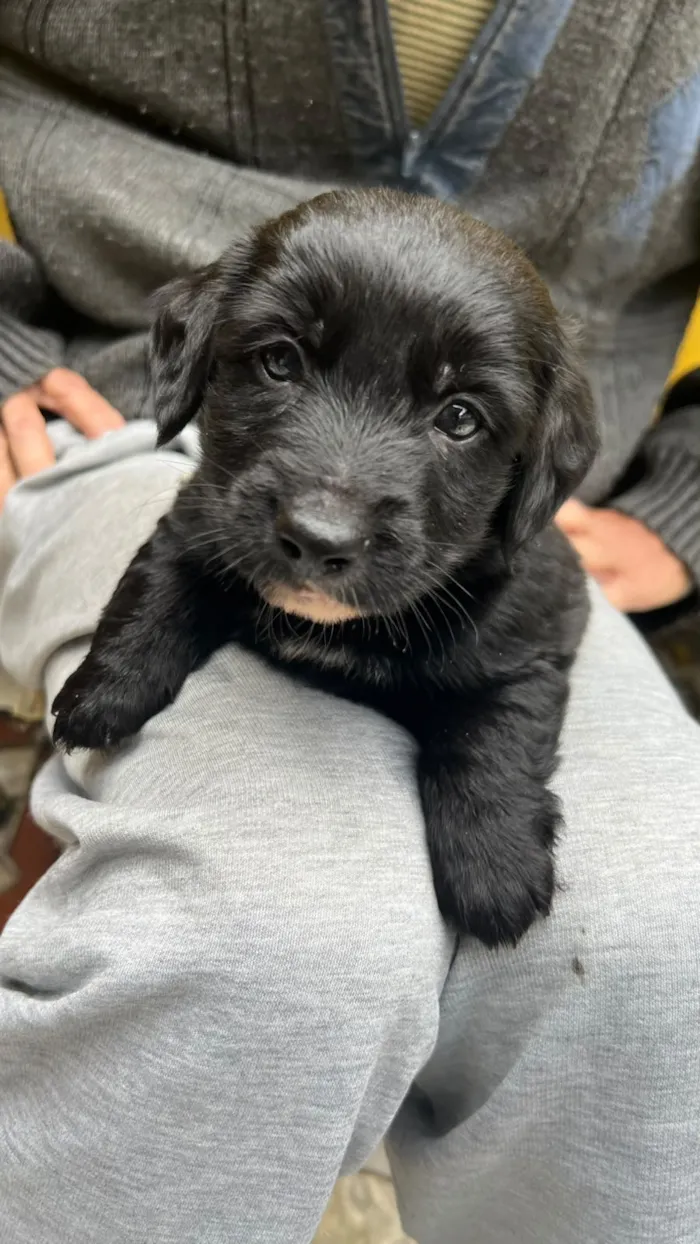 Cachorro raça SRD-ViraLata idade 2 a 6 meses nome bebe