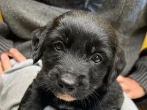 Cachorro raça SRD-ViraLata idade 2 a 6 meses nome bebe