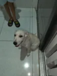 Bradock