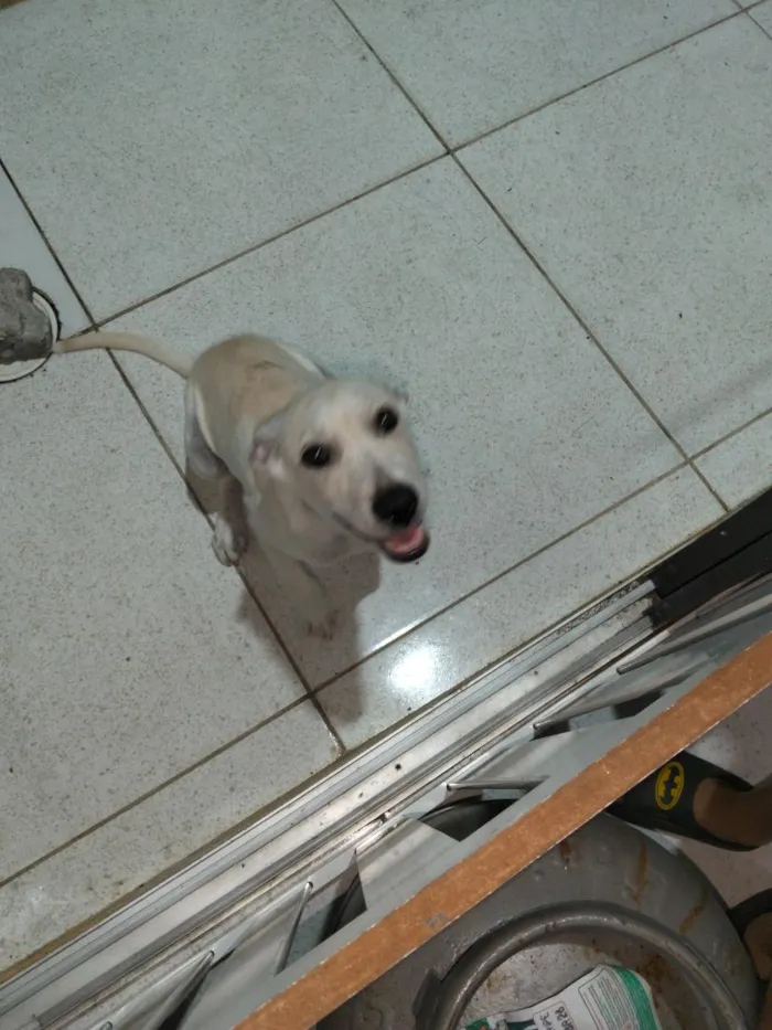 Cachorro raça SRD-ViraLata idade 2 a 6 meses nome Bradock