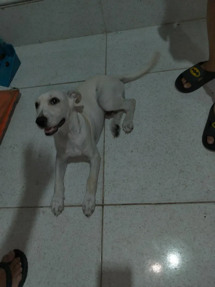 Cachorro raça SRD-ViraLata idade 2 a 6 meses nome Bradock