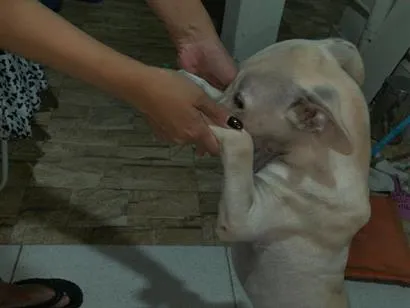 Cachorro raça SRD-ViraLata idade 2 a 6 meses nome Bradock