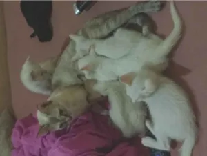 Gato raça SRD-ViraLata idade 2 a 6 meses nome Gojo, Léo, Akira, Bruci, Apolo