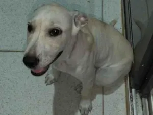 Cachorro raça SRD-ViraLata idade 2 a 6 meses nome Bradock