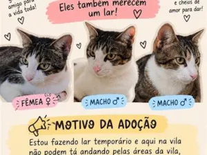 Gato raça SRD-ViraLata idade 1 ano nome Pérola, Zé e Gustavo 