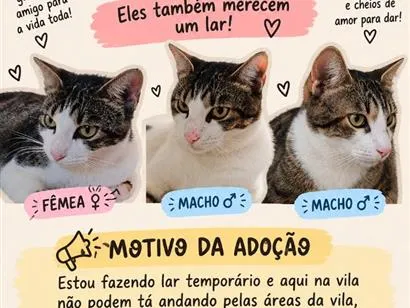 Gato raça SRD-ViraLata idade 1 ano nome Pérola, Zé e Gustavo 