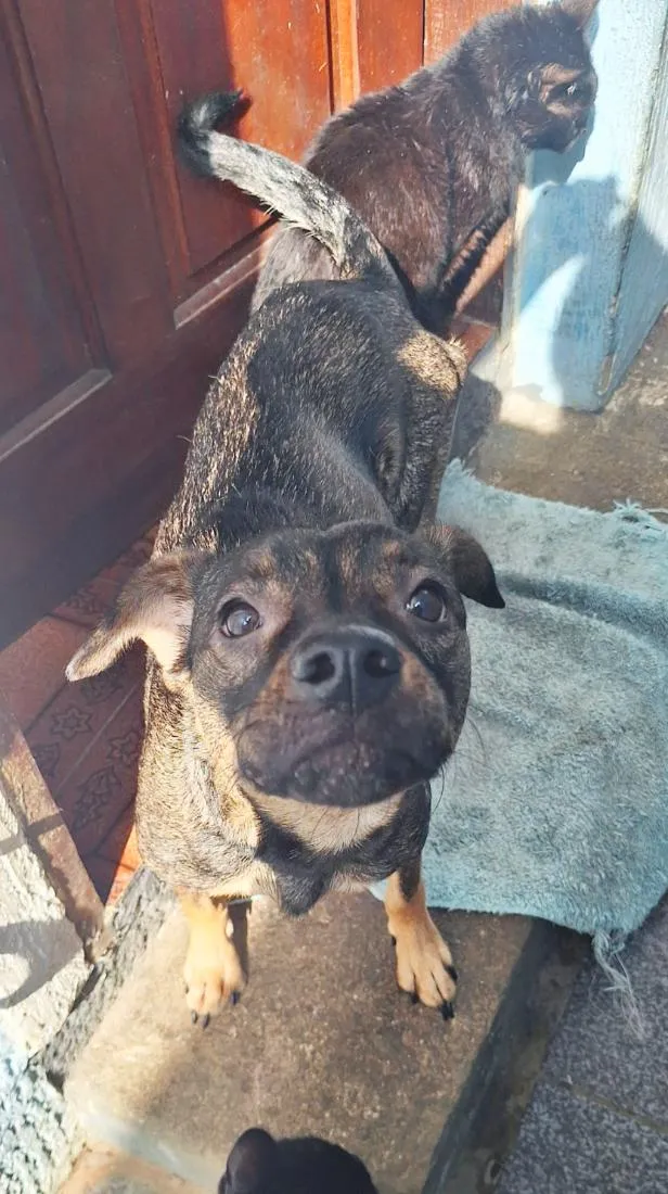 Cachorro raça SRD-ViraLata idade 1 ano nome Tyler