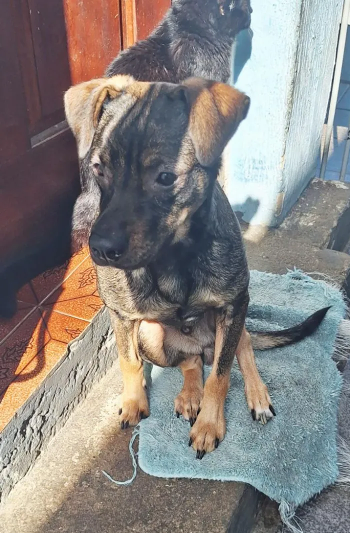 Cachorro raça SRD-ViraLata idade 1 ano nome Tyler