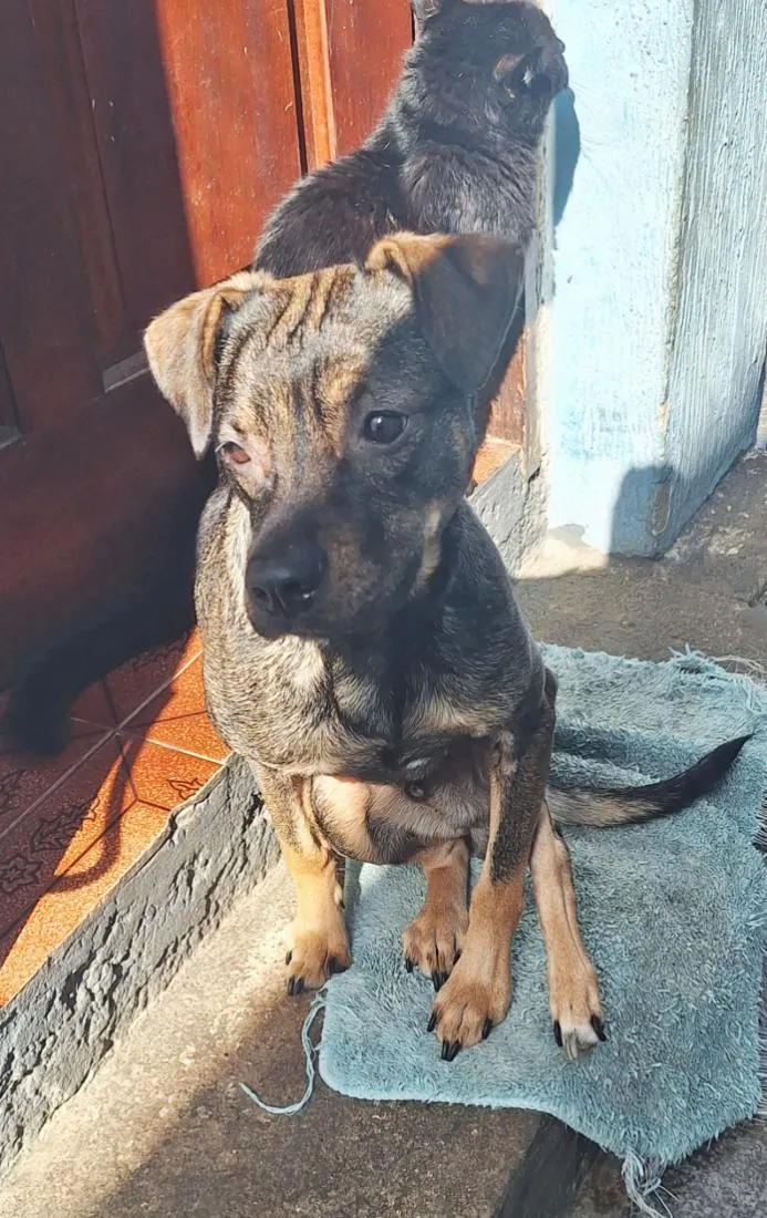 Cachorro raça SRD-ViraLata idade 1 ano nome Tyler
