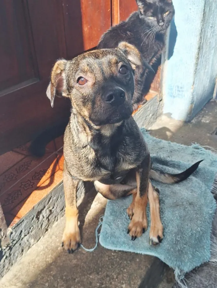 Cachorro raça SRD-ViraLata idade 1 ano nome Tyler