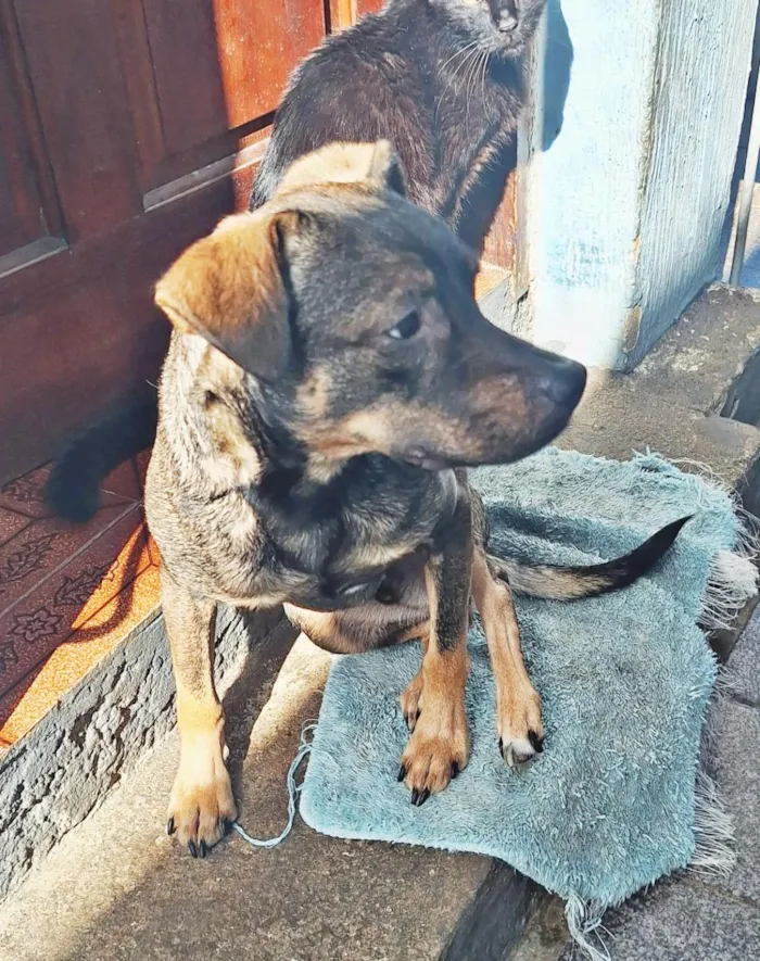 Cachorro raça SRD-ViraLata idade 1 ano nome Tyler