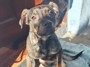 Cachorro raça SRD-ViraLata idade 1 ano nome Tyler