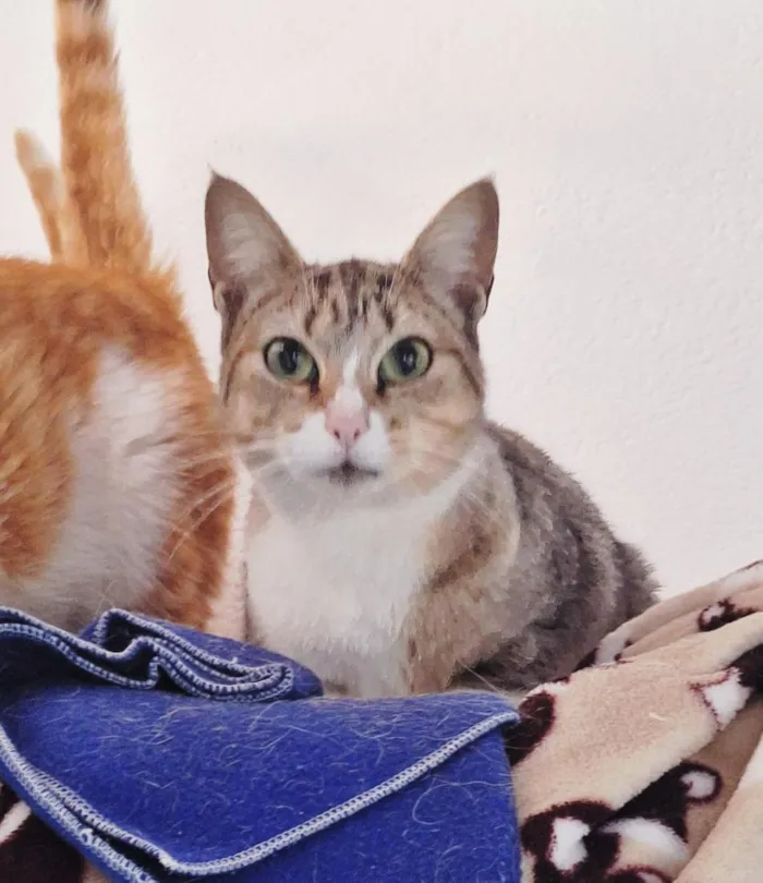 Gato raça SRD-ViraLata idade 1 ano nome Rapunzel