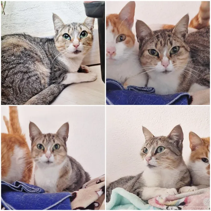 Gato raça SRD-ViraLata idade 1 ano nome Rapunzel