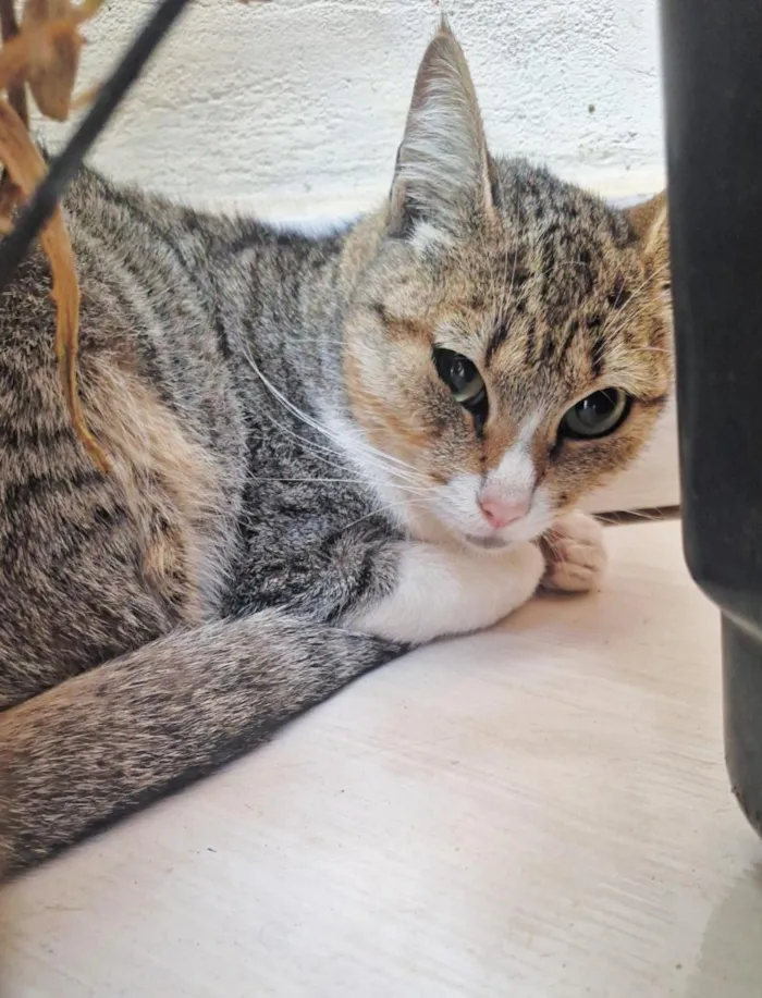 Gato raça SRD-ViraLata idade 1 ano nome Rapunzel