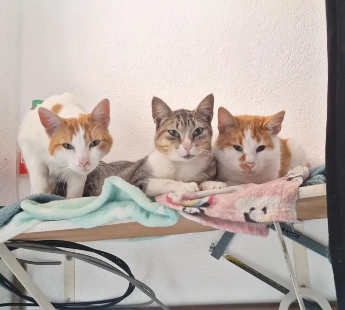 Gato raça SRD-ViraLata idade 1 ano nome Rapunzel