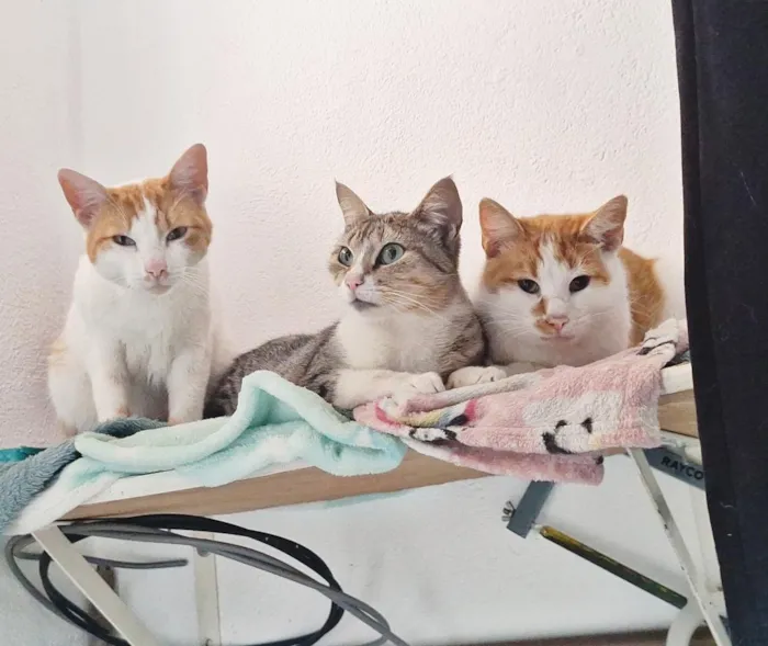 Gato raça SRD-ViraLata idade 1 ano nome Rapunzel