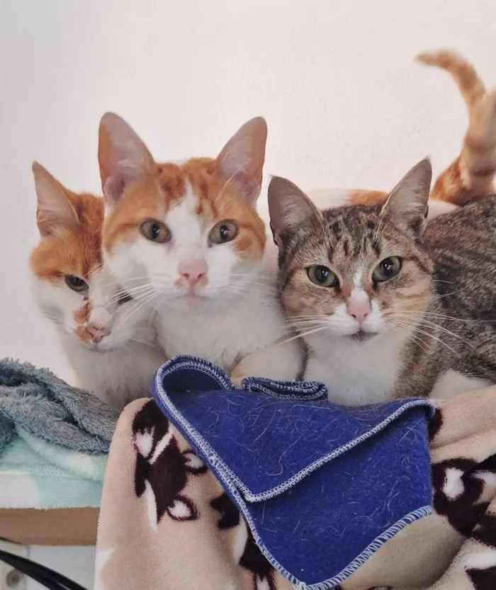 Gato raça SRD-ViraLata idade 1 ano nome Rapunzel