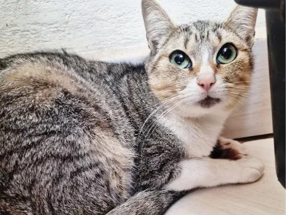 Gato raça SRD-ViraLata idade 1 ano nome Rapunzel
