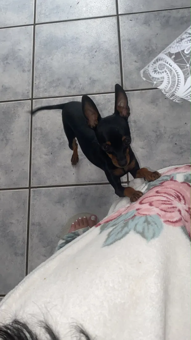 Cachorro raça Pinscher idade 1 ano nome Preta 
