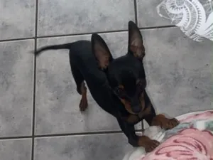 Cachorro raça Pinscher idade 1 ano nome Preta 