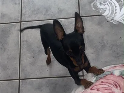 Cachorro raça Pinscher idade 1 ano nome Preta 