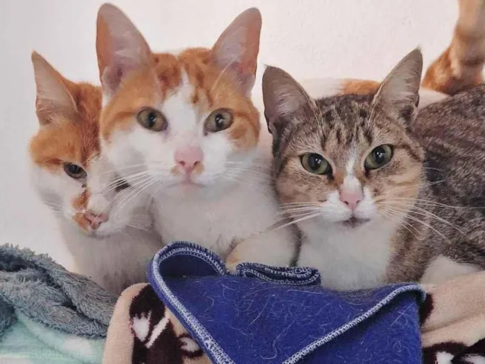 Gato raça SRD-ViraLata idade 1 ano nome Rapunzel