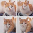 Mogli