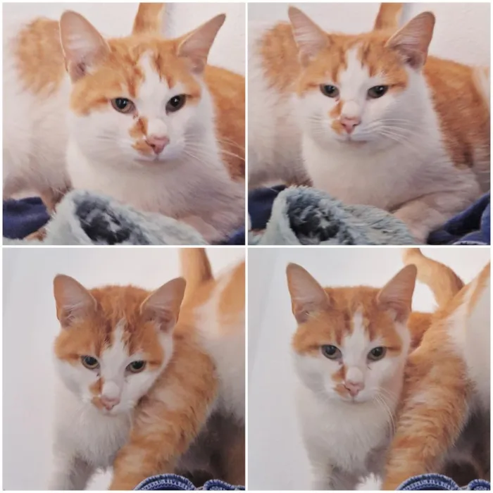 Gato raça SRD-ViraLata idade 2 anos nome Mogli