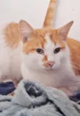 Mogli