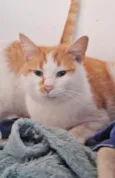 Mogli